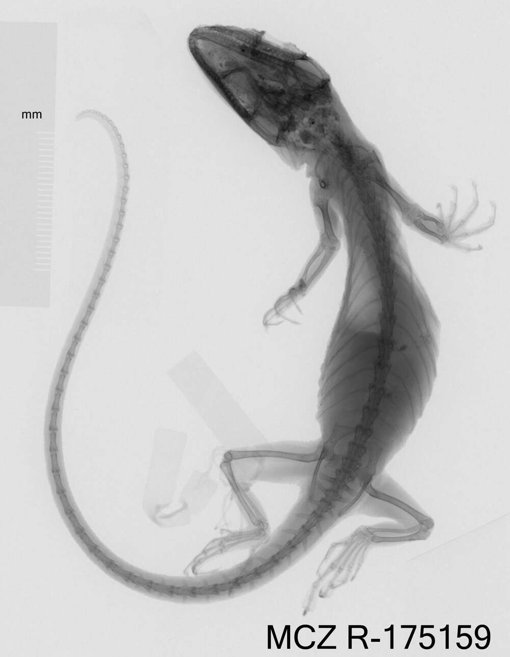 Image of Anolis vanzolinii (Williams, Orces, Matheus & Bleiweiss 1996)