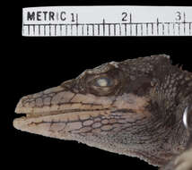 Image of Anolis vanzolinii (Williams, Orces, Matheus & Bleiweiss 1996)