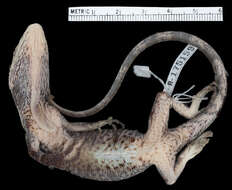 Image of Anolis vanzolinii (Williams, Orces, Matheus & Bleiweiss 1996)