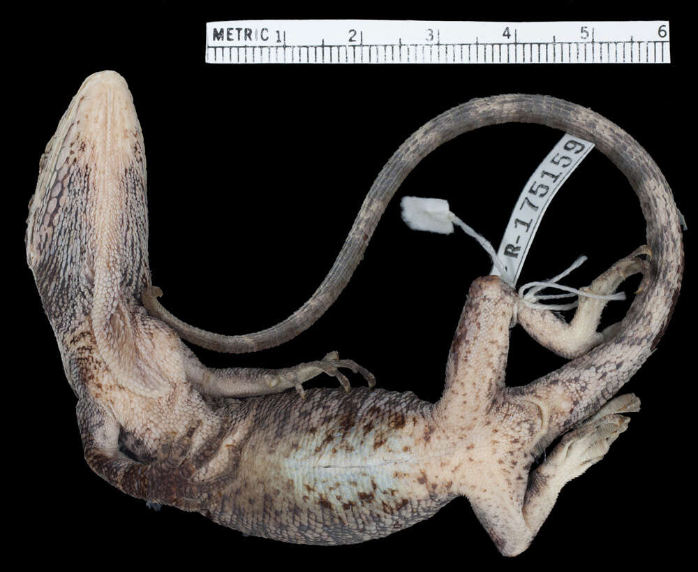 Image of Anolis vanzolinii (Williams, Orces, Matheus & Bleiweiss 1996)