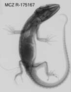 Image of Anolis vanzolinii (Williams, Orces, Matheus & Bleiweiss 1996)