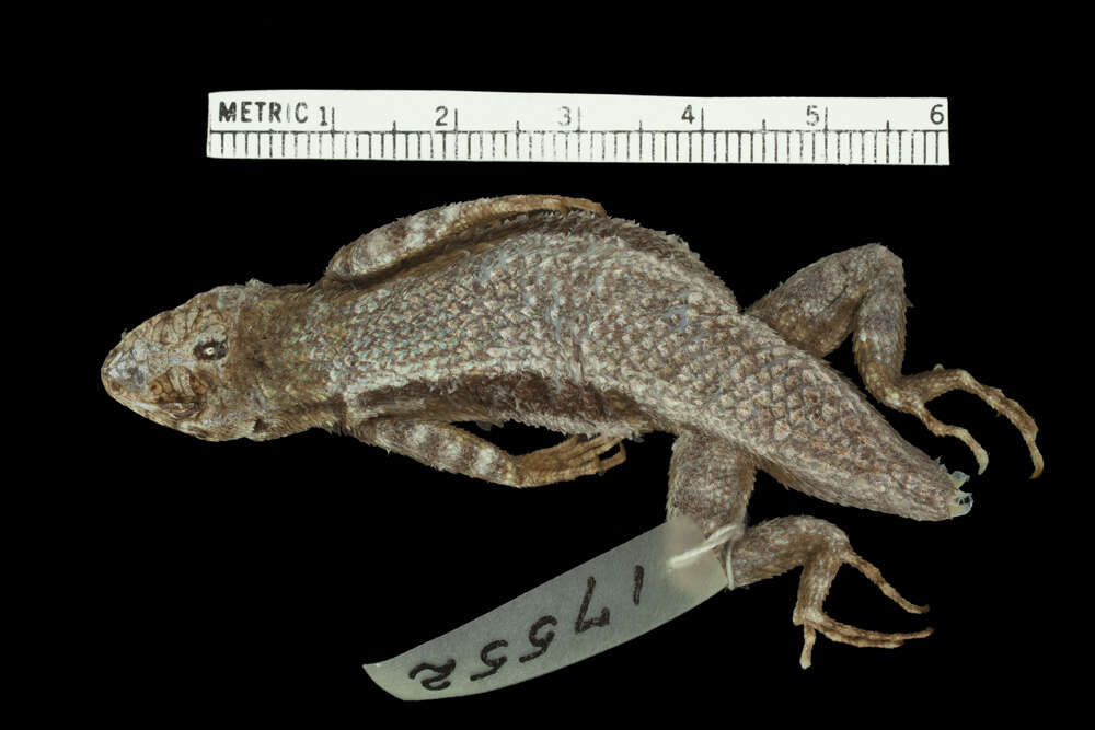 Image of Boulder Spiny Lizard