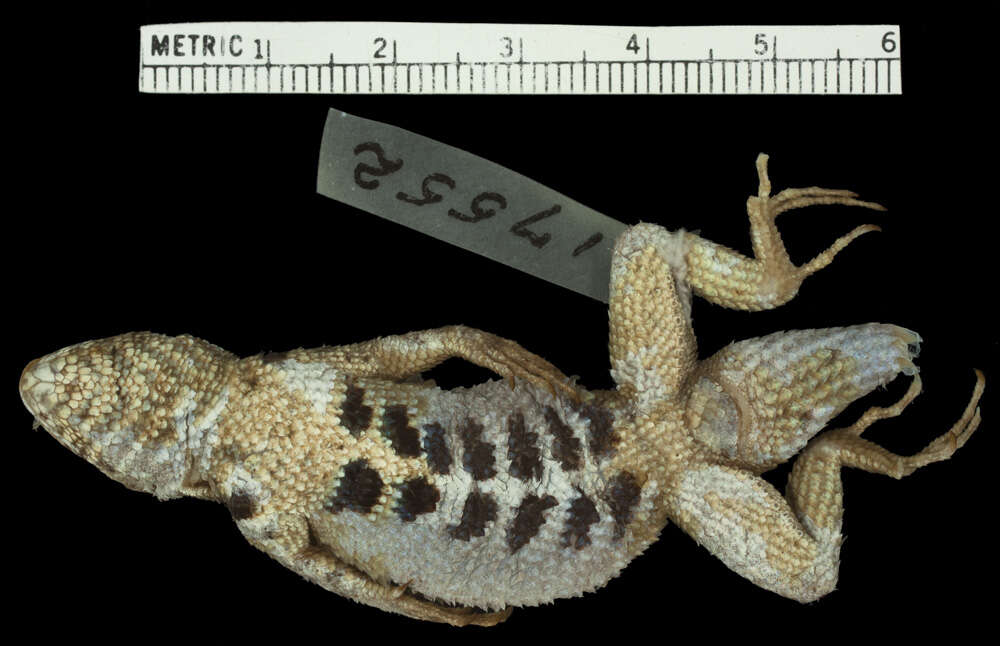 Image of Boulder Spiny Lizard