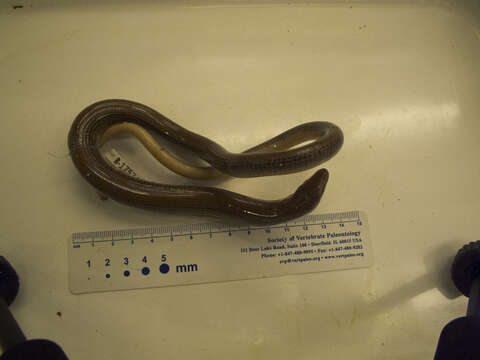 Image of Eastern Glass Lizard