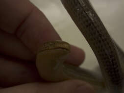 Image of Eastern Glass Lizard