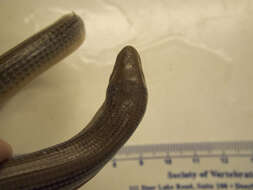 Image of Eastern Glass Lizard