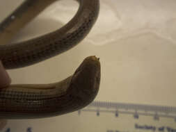 Image of Eastern Glass Lizard