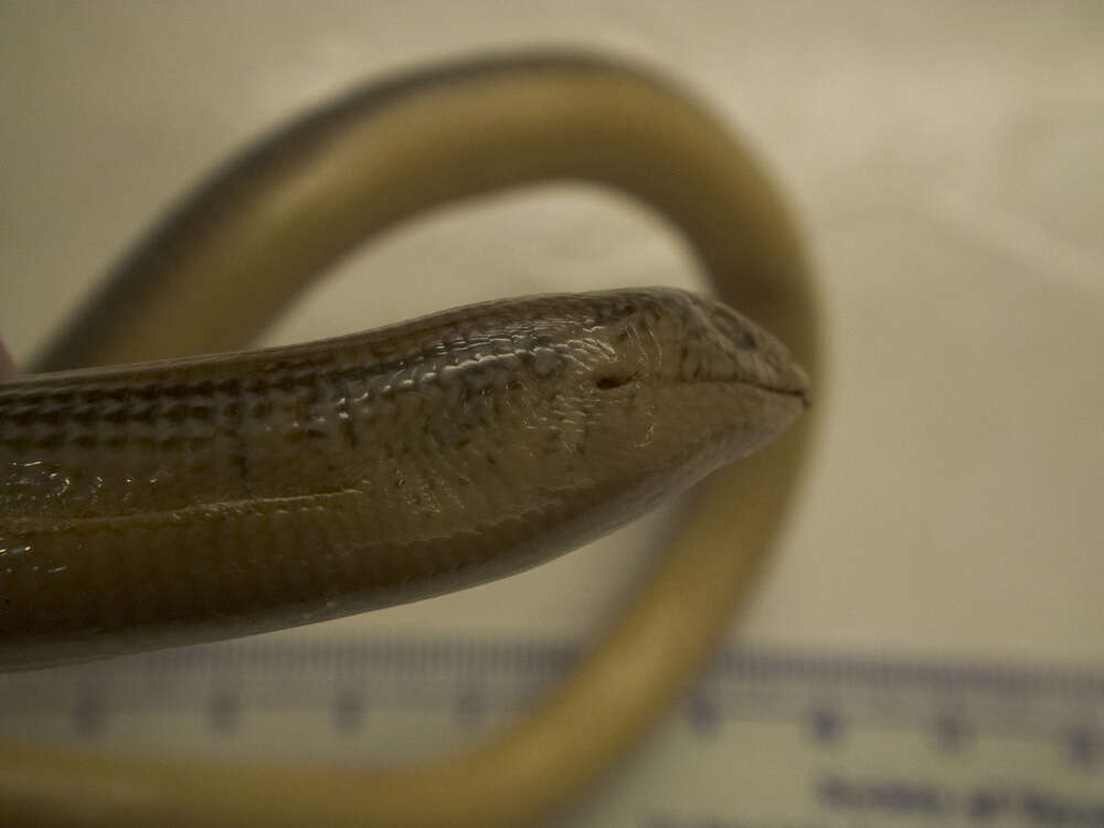 Image of Eastern Glass Lizard