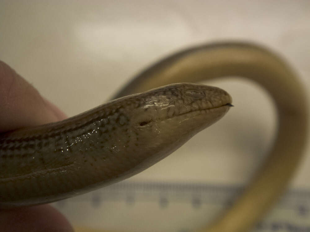 Image of Eastern Glass Lizard