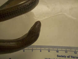 Image of Eastern Glass Lizard