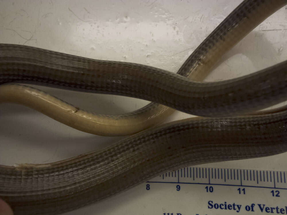 Image of Eastern Glass Lizard