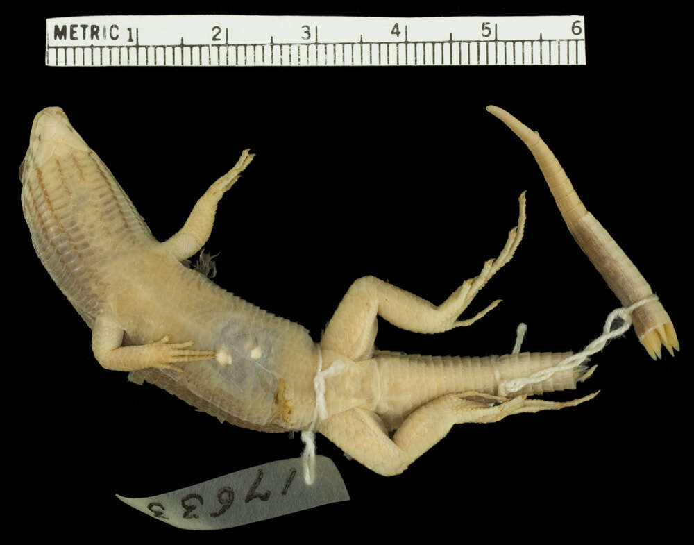 Image of Red-legged Girdled Lizard