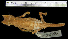 Image of Plated Leaf Chameleon