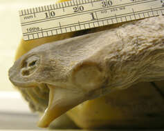 Image of Roti Island Snake-necked Turtle