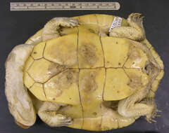 Image of Roti Island Snake-necked Turtle