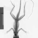 Image of Anolis longitibialis longitibialis Noble 1923