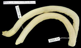 Image of Berthold's Worm Lizard