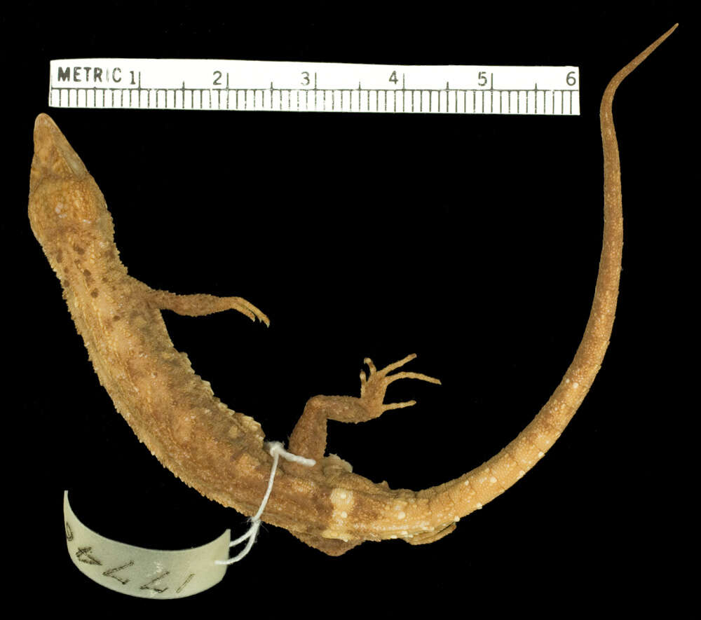 Image of Echinosaura panamensis Barbour 1924
