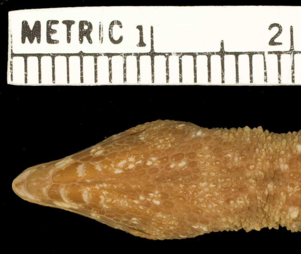 Image of Echinosaura panamensis Barbour 1924