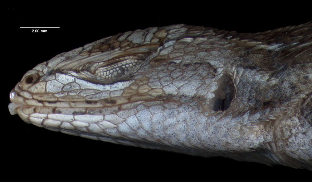 Image of Chaney's Spiny Lizard