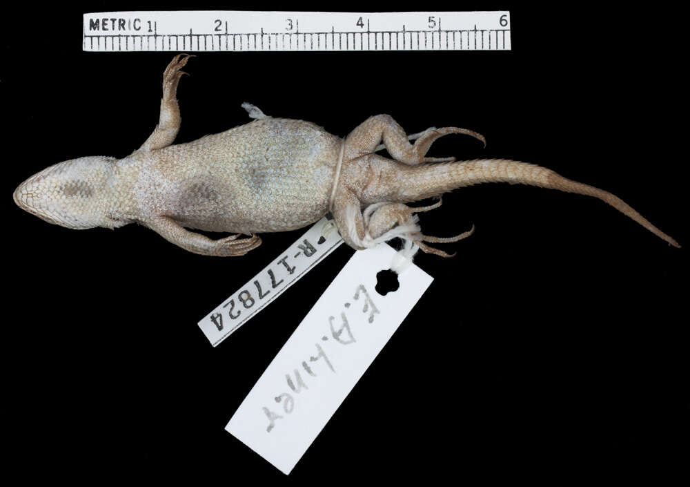 Image of Chaney's Spiny Lizard