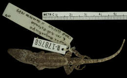 Image of Guantanamo Twig Anole