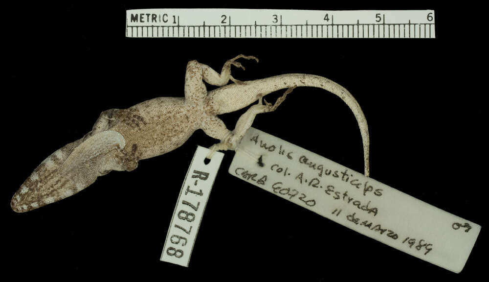 Image of Guantanamo Twig Anole