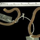 Image of Preocular Blind Snake