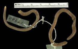 Image of Preocular Blind Snake