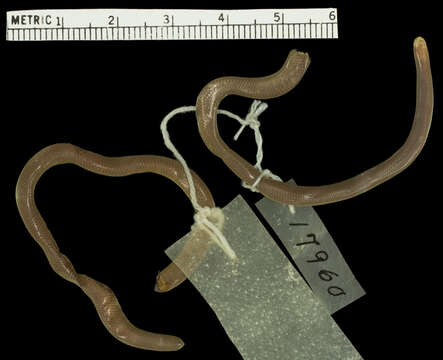 Image of Preocular Blind Snake