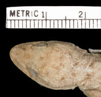 Imagem de Phyllodactylus reissii Peters 1862