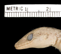 Imagem de Phyllodactylus reissii Peters 1862