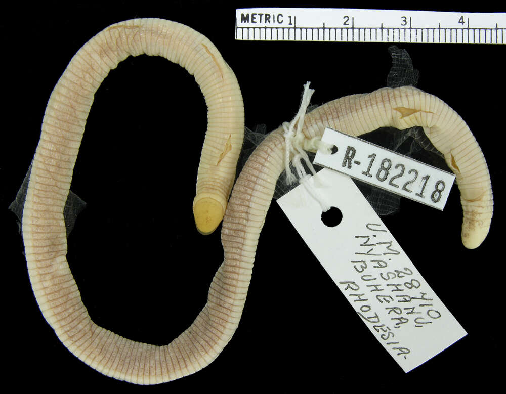 Image of Monopeltis rhodesiana Broadley, Gans & Visser 1976