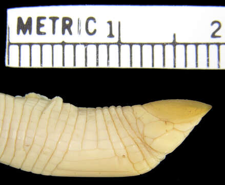 Plancia ëd Monopeltis rhodesiana Broadley, Gans & Visser 1976