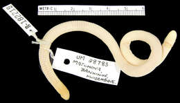 Image of Monopeltis decosteri Boulenger 1910