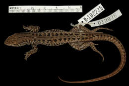 Image of Stenocercus stigmosus Cadle 1998