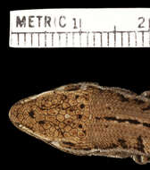 Image of Stenocercus stigmosus Cadle 1998