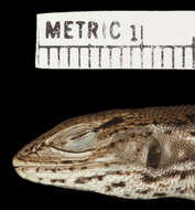 Image of Stenocercus stigmosus Cadle 1998