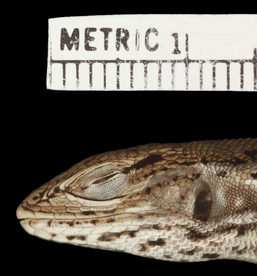 Image of Stenocercus stigmosus Cadle 1998