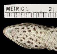 Image of Stenocercus stigmosus Cadle 1998