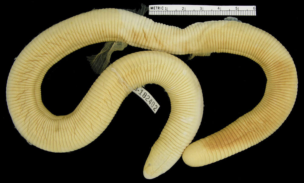 Image of tropical worm lizards