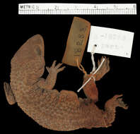 صورة Hemidactylus tanganicus Loveridge 1929