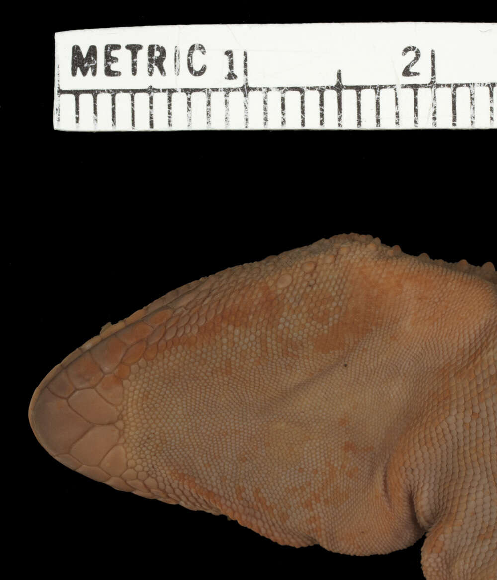 صورة Hemidactylus tanganicus Loveridge 1929