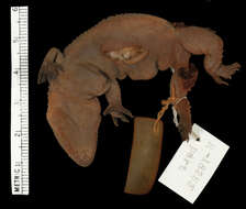 صورة Hemidactylus tanganicus Loveridge 1929