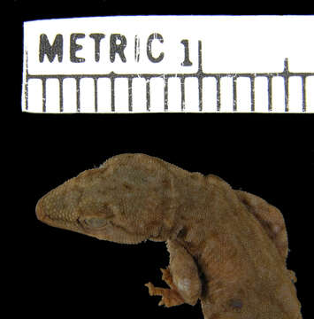 Image of Lygodactylus scheffleri laterimaculatus Pasteur 1964