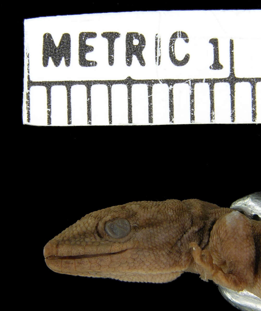 Слика од Lygodactylus scheffleri laterimaculatus Pasteur 1964