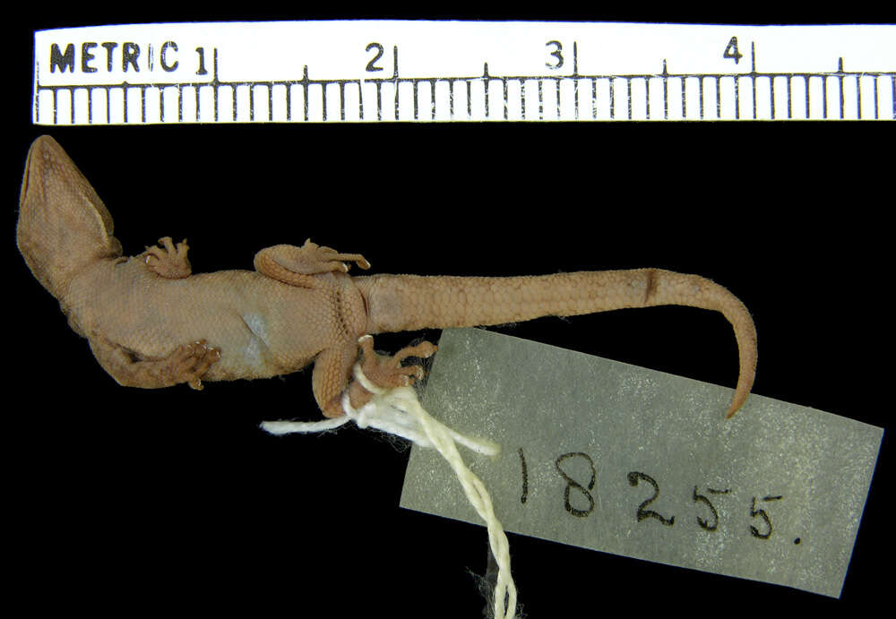 Слика од Lygodactylus scheffleri laterimaculatus Pasteur 1964