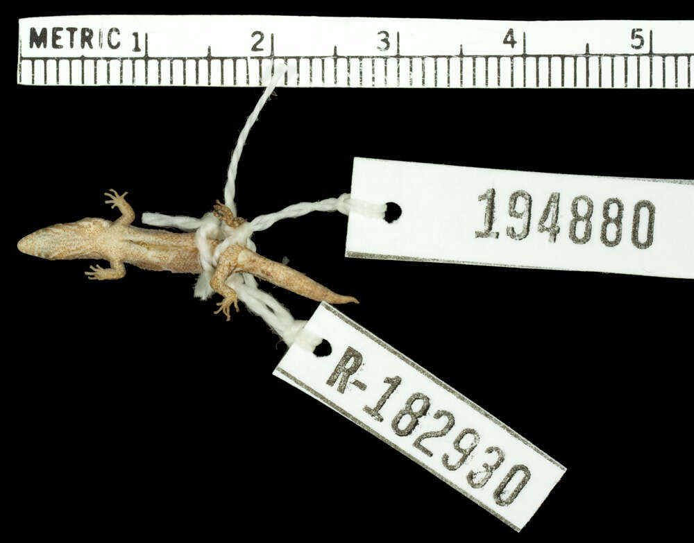 Image of Dwarf gecko
