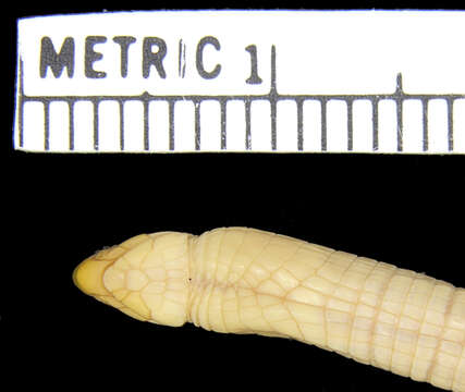 Image of Geocalamus