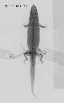 Imagem de Sphaerodactylus klauberi Grant 1931